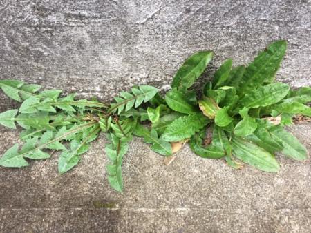 Dandelion and catsear growing side by side in sidewalk crack