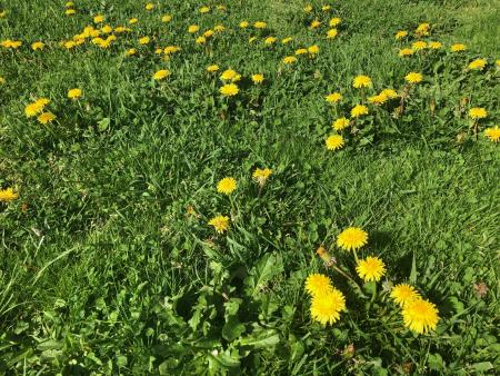 Many flowering dandelion plants in lawn