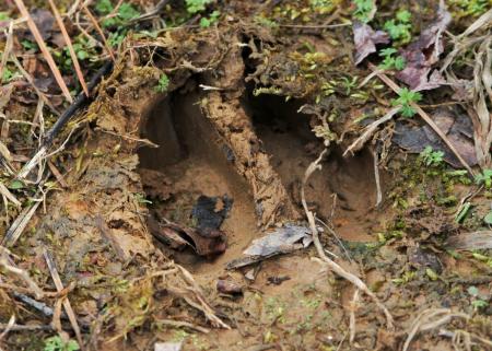 Deer hoof print in mud
