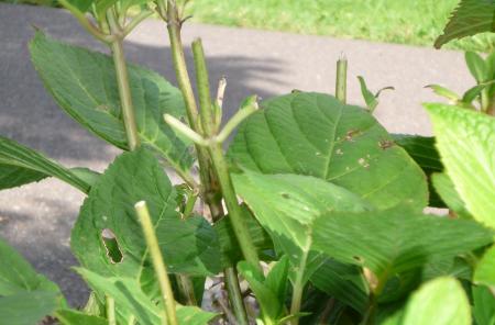 Deer browsing damage on hydrangea