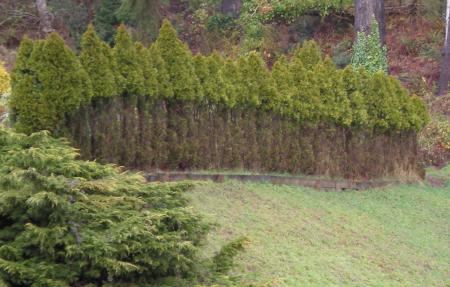 Deer browsing damage on arborvitae
