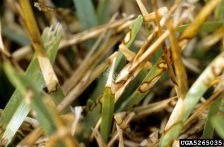 Dollar spot disease symptoms on grass leaf blades