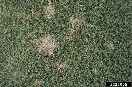Dollar spot on lawn
