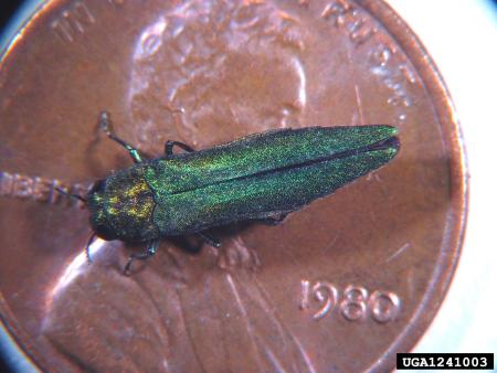 Metallic green emerald ash borer on penny
