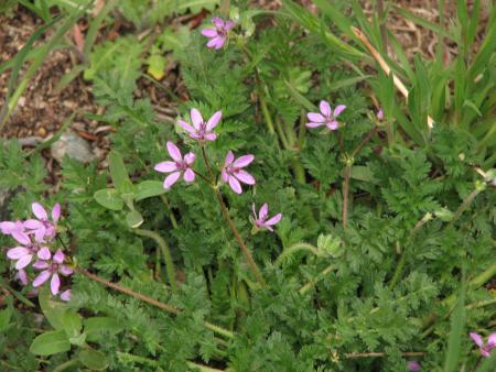 Filaree leaves, stems, and flowers