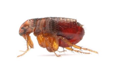 Closeup photo of a flea