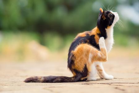 Cat scratching its shoulder