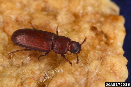 Adult red flour beetle