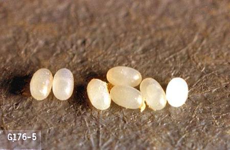 Cat flea eggs
