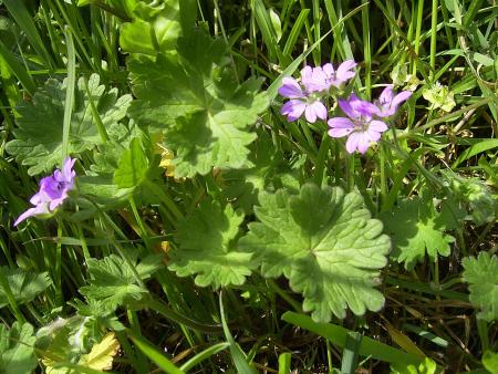 Geranium molle in lawn
