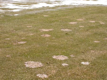 Gray snow mold patches with snow in the background