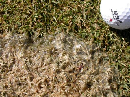 Closeup of gray snow mold on grass