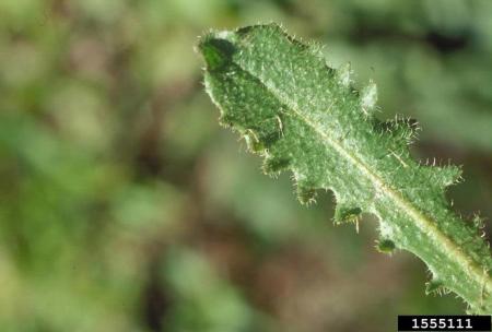 Catsear’s textured leaf