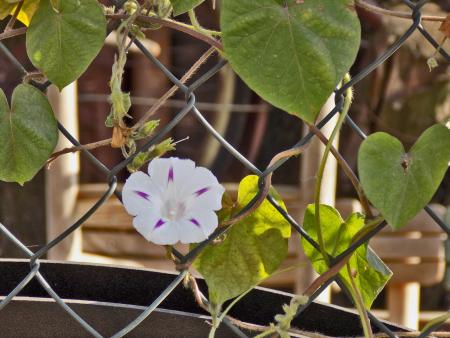 Hedge bindweed on fence
