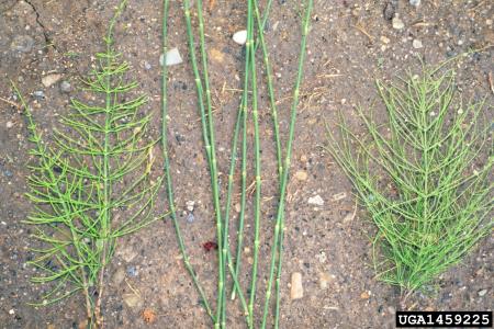 Various equistem stems and leaves