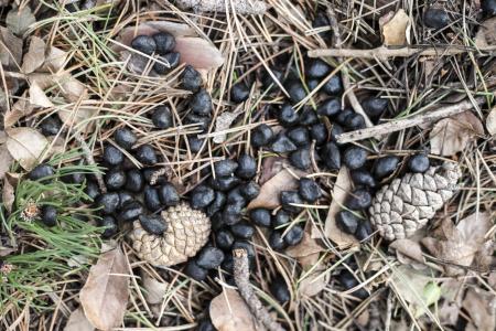 Pile of deer droppings