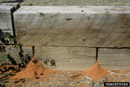 Outdoor wood in landscape with carpenter-ant wood dust piles