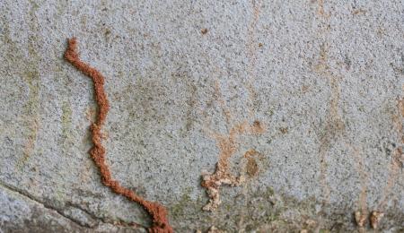 Subterranean termite tunnel going from soil surface onto concrete wall