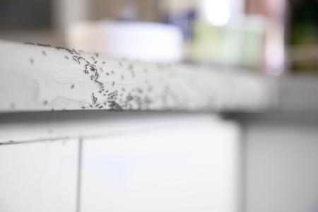 Ants on kitchen counter