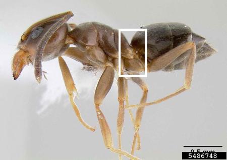 Odorous house ant with one node highlighted