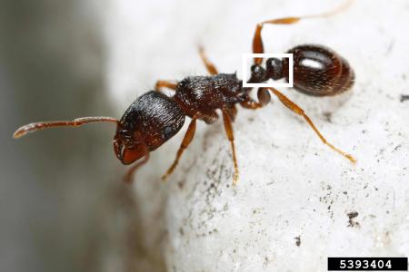 Pavement ant with two nodes highlighted
