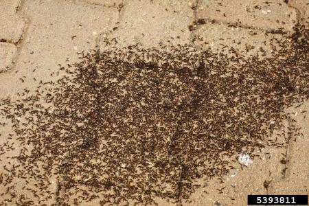 Many pavement ants on patio