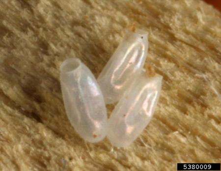 Bed bug eggs