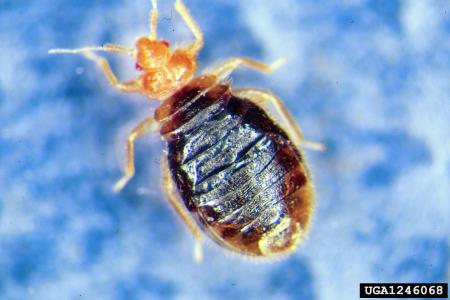 Closeup photo of bed bug