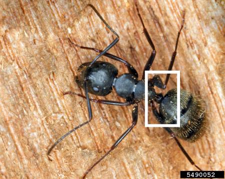 Carpenter ant with white box highlighting narrow waist