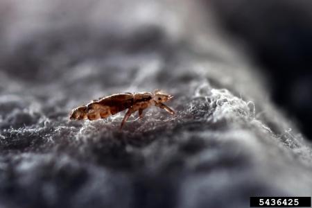 Head lice on fabric