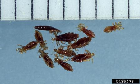Adult lice compared to ruler
