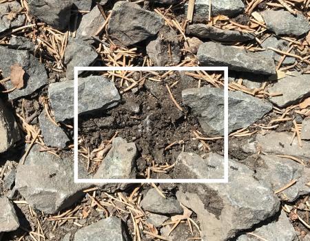Odorous ant nest