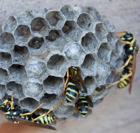 Paper wasps on nest