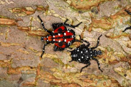 Early and late spotted lanternfly nymphs are red or black with white spots