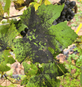 Grape leaf with black sooty mold growing on honeydew