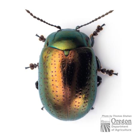 Shiny bronzy/green beetle