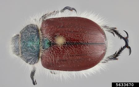 Beetle with a reddish-brown body, green head, and light-colored hairs mostly around the edges