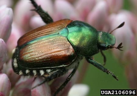 Japanese beetle adult