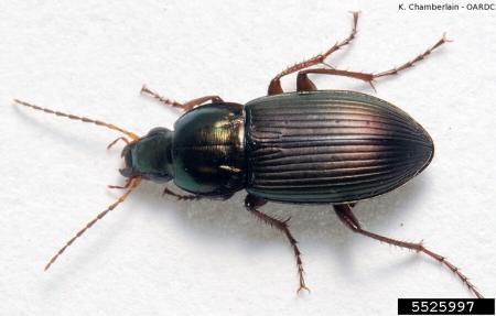 Brown beetle with long legs