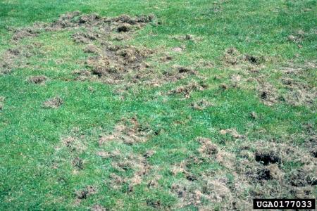 Lawn damaged by Japanese beetle larvae