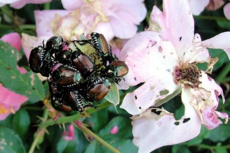 Japanese beetles feeding on a rose flower