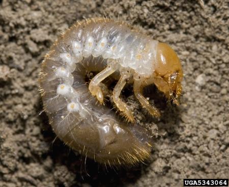 Japanese beetle larvae