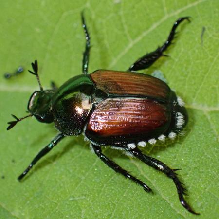 Japanese beetle adult with white tufts