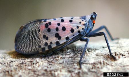 Spotted lanternfly adult with spotted wings folded over back
