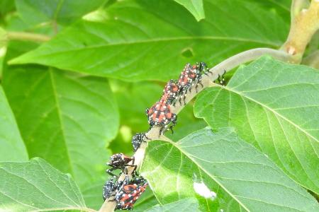 Spotted lanternfly nymphs clustered on tree-of-heaven leaves