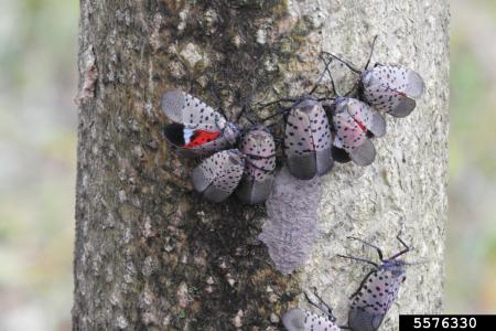 Cluster of spotted lantern flies on tree
