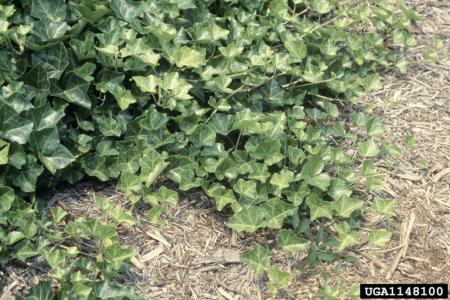 Ivy stems spreading out over ground