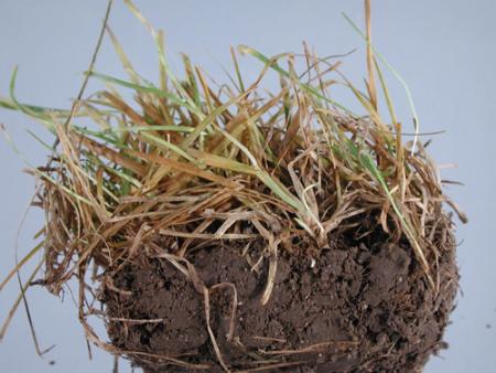 Kentucky bluegrass with necrotic ringspot