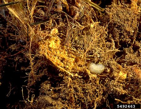Larva de gorgojo y daños a las raíces del césped