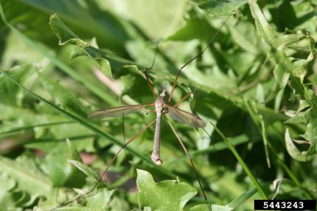 Mosca grulla adulta